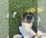 Small Photo #4 Border Collie Puppy For Sale in Great Bend, KS, USA