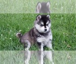 Small Photo #15 Alaskan Klee Kai Puppy For Sale in WINCHESTER, OH, USA