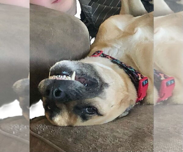 Medium Photo #3 Black Mouth Cur-Unknown Mix Puppy For Sale in Wakefield, RI, USA