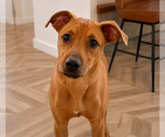 Small #24 Redbone Coonhound Mix