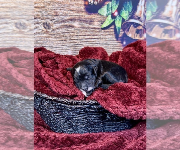 Medium Photo #22 Goldendoodle (Miniature) Puppy For Sale in HALTOM CITY, TX, USA