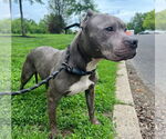 Small American Staffordshire Terrier