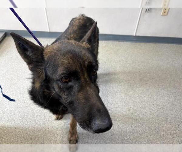 Medium Photo #1 German Shepherd Dog-Unknown Mix Puppy For Sale in Visalia, CA, USA