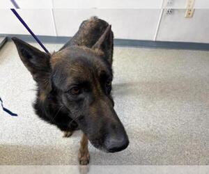 German Shepherd Dog-Unknown Mix Dogs for adoption in Visalia, CA, USA