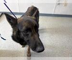 Small German Shepherd Dog Mix