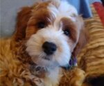 Puppy 1 Cavachon-Poodle (Miniature) Mix