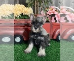 Image preview for Ad Listing. Nickname: Katie