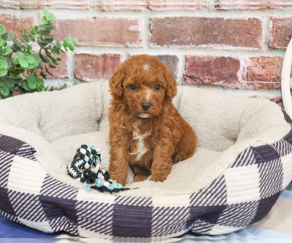Medium Photo #2 Cavapoo (Miniature) Puppy For Sale in SYRACUSE, IN, USA
