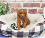 Small #1 Cavapoo (Miniature)