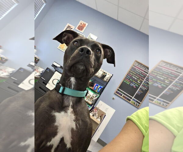 Medium Photo #4 Mutt Puppy For Sale in Evansville, IN, USA