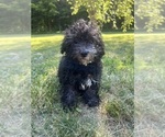 Small #34 Poodle (Miniature)