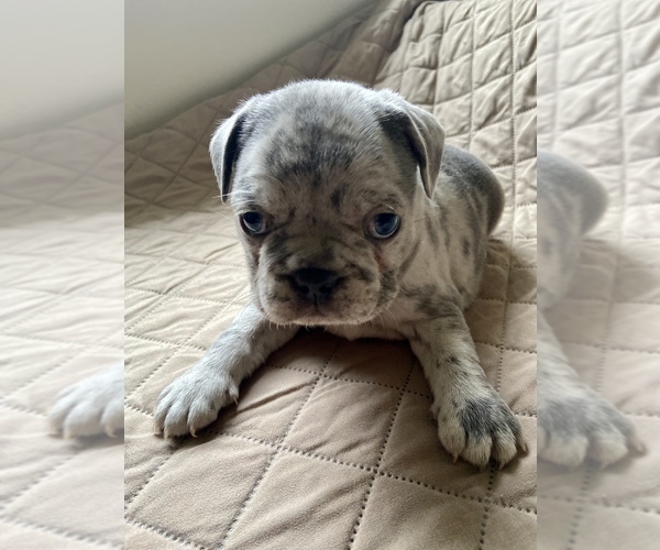 Medium Photo #4 French Bulldog Puppy For Sale in TRAVELERS REST, SC, USA