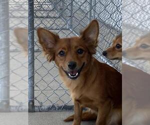 Chihuahua Dogs for adoption in Bakersfield, CA, USA