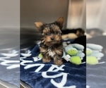 Small Photo #1 Yorkshire Terrier Puppy For Sale in VALRICO, FL, USA