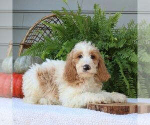 Goldendoodle Puppy for sale in NARVON, PA, USA