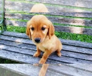 Golden Retriever Puppy for sale in LEON, KS, USA