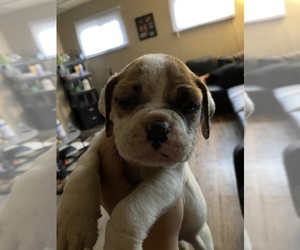 Olde English Bulldogge Puppy for sale in JEANNETTE, PA, USA