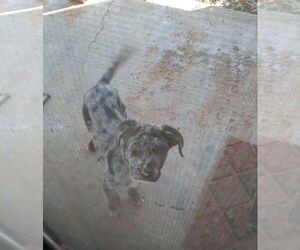 Australian Shepherd-Unknown Mix Dogs for adoption in Grafton, WI, USA