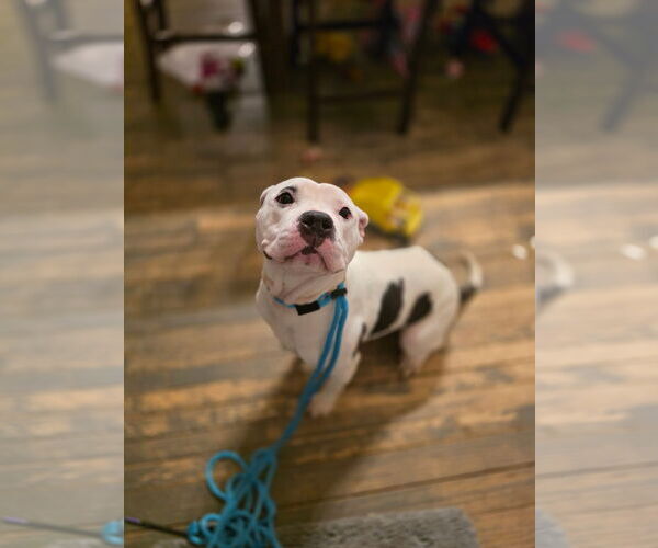 Medium Photo #1 Mutt Puppy For Sale in New London, WI, USA