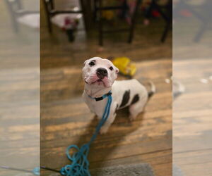 Mutt Dogs for adoption in New London, WI, USA