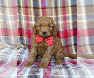 Goldendoodle (Miniature) Puppy for sale in CHRISTIANA, PA, USA