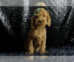 Puppy Pua F1B Maltipoo