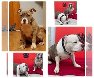 American Bully Puppy for sale in TRENTON, NJ, USA