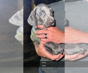 Medium Weimaraner