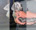 Puppy Hunter Weimaraner