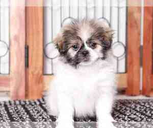 Zuchon Puppy for sale in NAPLES, FL, USA