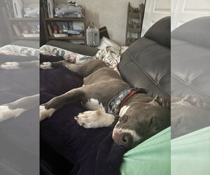 Marcy - Female Mutt Dog for Adoption - Photo #6