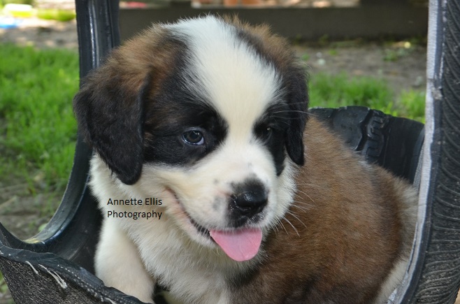 Medium Photo #1 Saint Bernard Puppy For Sale in MILLERSBURG, IN, USA