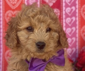 Goldendoodle (Miniature) Puppy for sale in LANCASTER, PA, USA