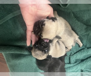 Pug Puppy for sale in BUCHANAN, GA, USA