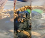 Puppy Puppy 4 Yorkshire Terrier