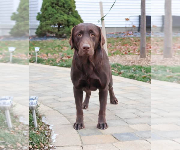 Medium Photo #1 Labrador Retriever Puppy For Sale in SYRACUSE, IN, USA
