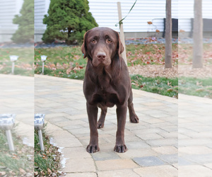 Mother of the Labrador Retriever puppies born on 01/29/2025
