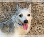Small Parson Russell Terrier Mix