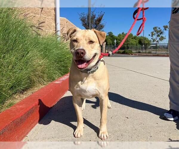 Medium Photo #3 Labrador Retriever-Unknown Mix Puppy For Sale in Orange, CA, USA