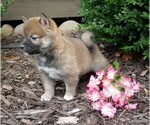 Small Photo #5 Shiba Inu Puppy For Sale in THREE RIVERS, MI, USA