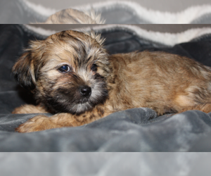 Shorkie Tzu Puppy for sale in FALL CREEK, WI, USA