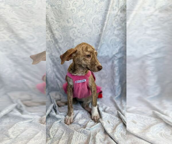 Medium Photo #1 Chihuahua-Unknown Mix Puppy For Sale in NYC, NY, USA