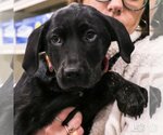 Small Photo #1 Labrador Retriever-Unknown Mix Puppy For Sale in Washington, DC, USA