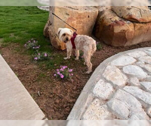 Medium Photo #4 Mutt Puppy For Sale in Salt Lake City, UT, USA