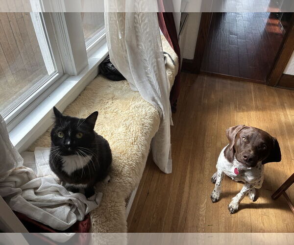 Medium Photo #3 German Shorthaired Pointer-Unknown Mix Puppy For Sale in Estherville, IA, USA
