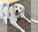 Small #4 Great Pyrenees