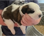 Small #6 Saint Bernard