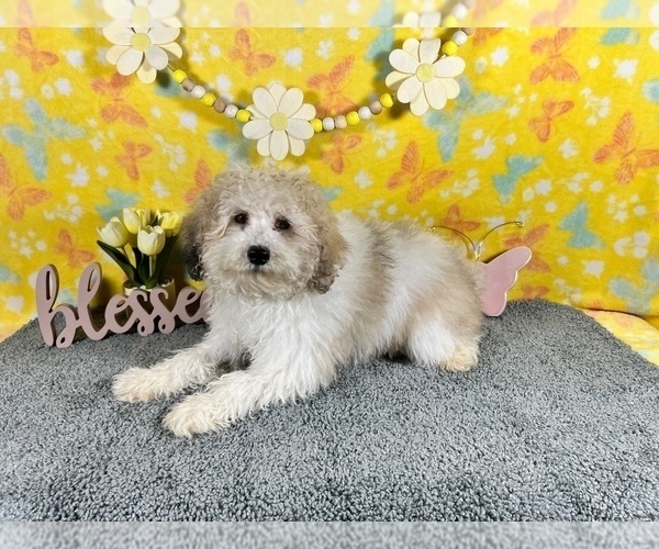 Medium Photo #1 Poodle (Miniature) Puppy For Sale in COLORADO SPRINGS, CO, USA