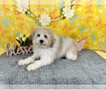 Small Photo #1 Poodle (Miniature) Puppy For Sale in COLORADO SPRINGS, CO, USA