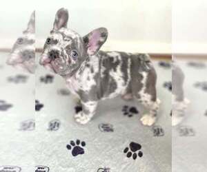 French Bulldog Puppy for sale in BOSTON, KY, USA